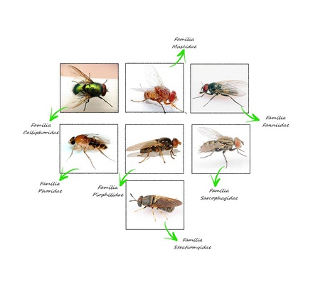 A Mosca Cega Folha1 - BethLandim