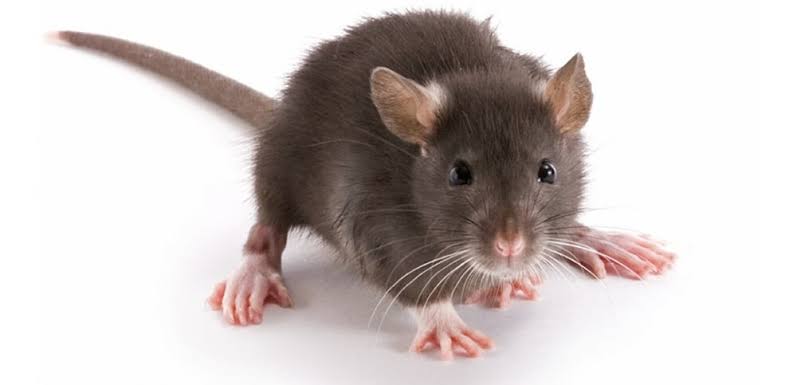 Ratos agressivos viram motivo de alerta 